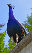 burung-merak 12 senarai